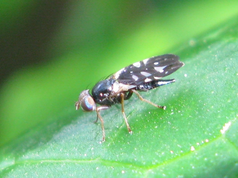 Aciura coryli (Tephritidae)